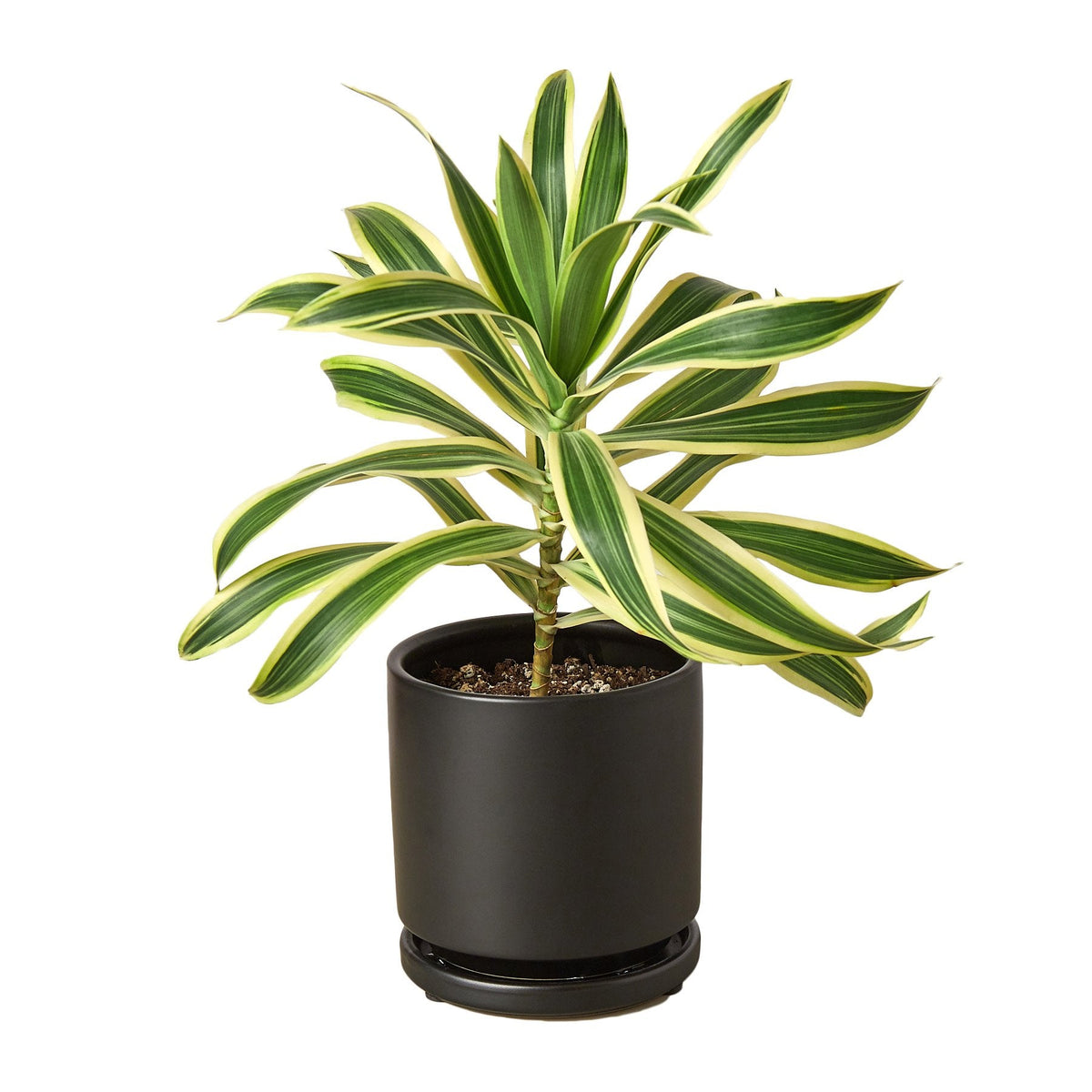 houseplants with pots, colorful houseplants, plants in ca, plant shops near me, shop plants online