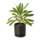 Dracaena &#39;Song of India&#39; with pots, plants for sale, plant shop in ca, buy Dracaena &#39;Song of India&#39; online, live indoor plants