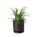 lemon button fern, fern plants, 4 inch houseplants, plants for sale