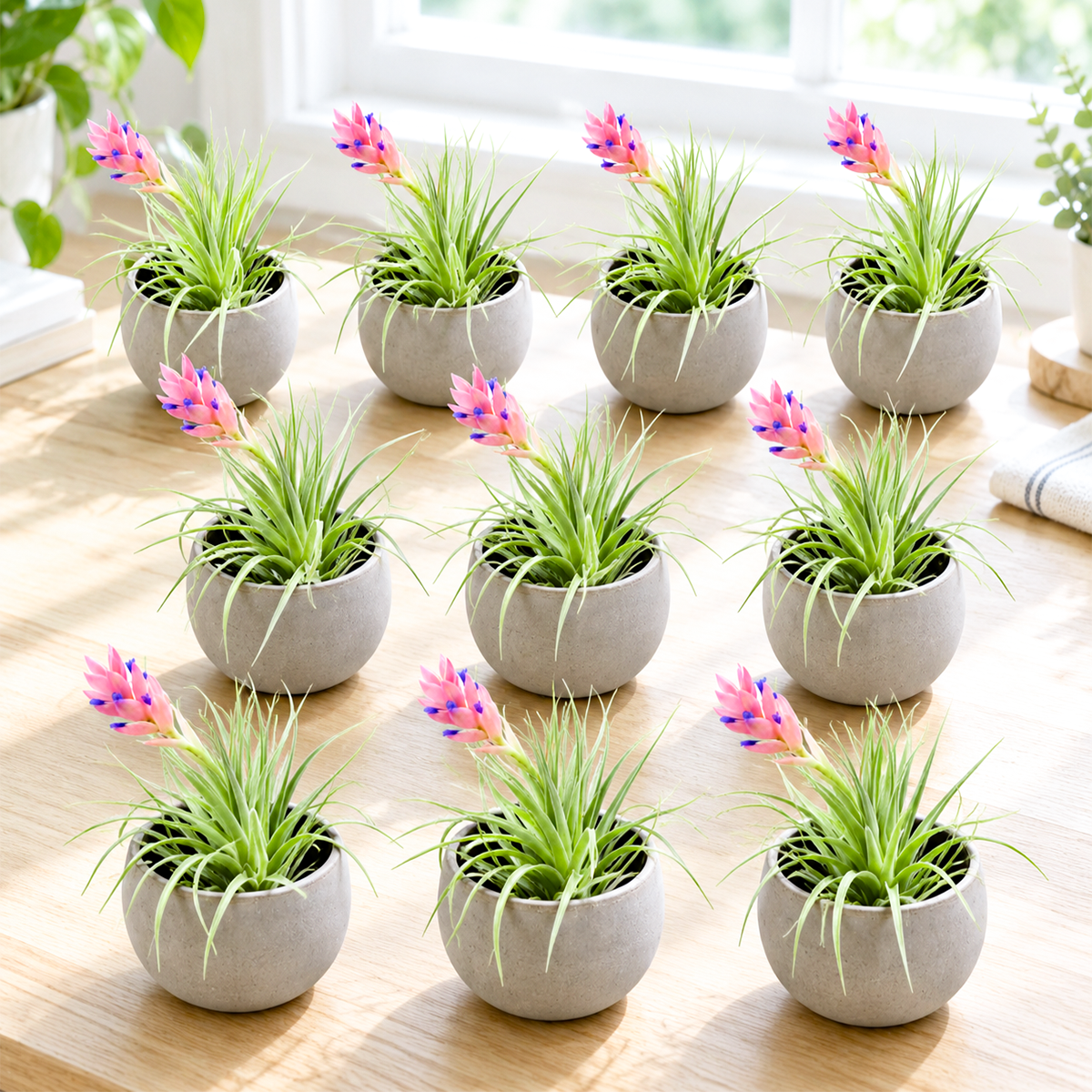 overhead view of ten small potted tillandsia air plants arranged in charcoal clay pots on a white surface, each plant displaying green foliage and delicate texture