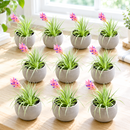 close-up detail of five charcoal clay pots containing tillandsia air plants, showcasing the speckled pot finish and compact plant size suitable for gifting