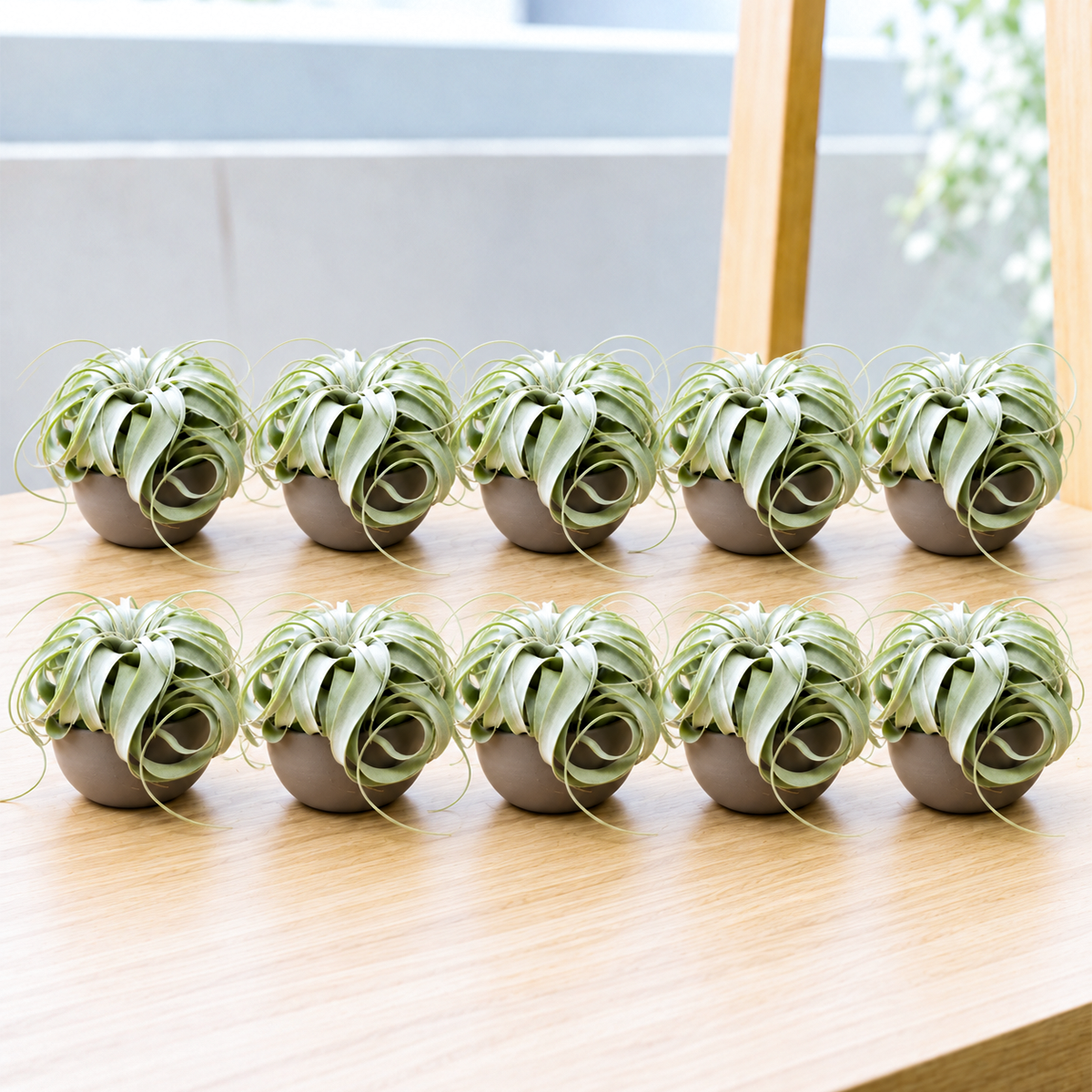 close-up detail of five charcoal clay pots containing tillandsia air plants, showcasing the speckled pot finish and compact plant size suitable for gifting