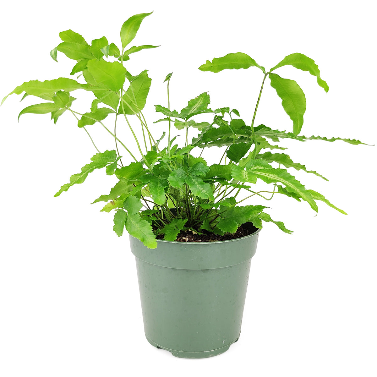 best place to buy house plants, Pteris Albo Fern, Unique Foliage Houseplants, Indoor Houseplants, Best Houseplants for Beginners, Easy Care Houseplants, Air Purifying Houseplants