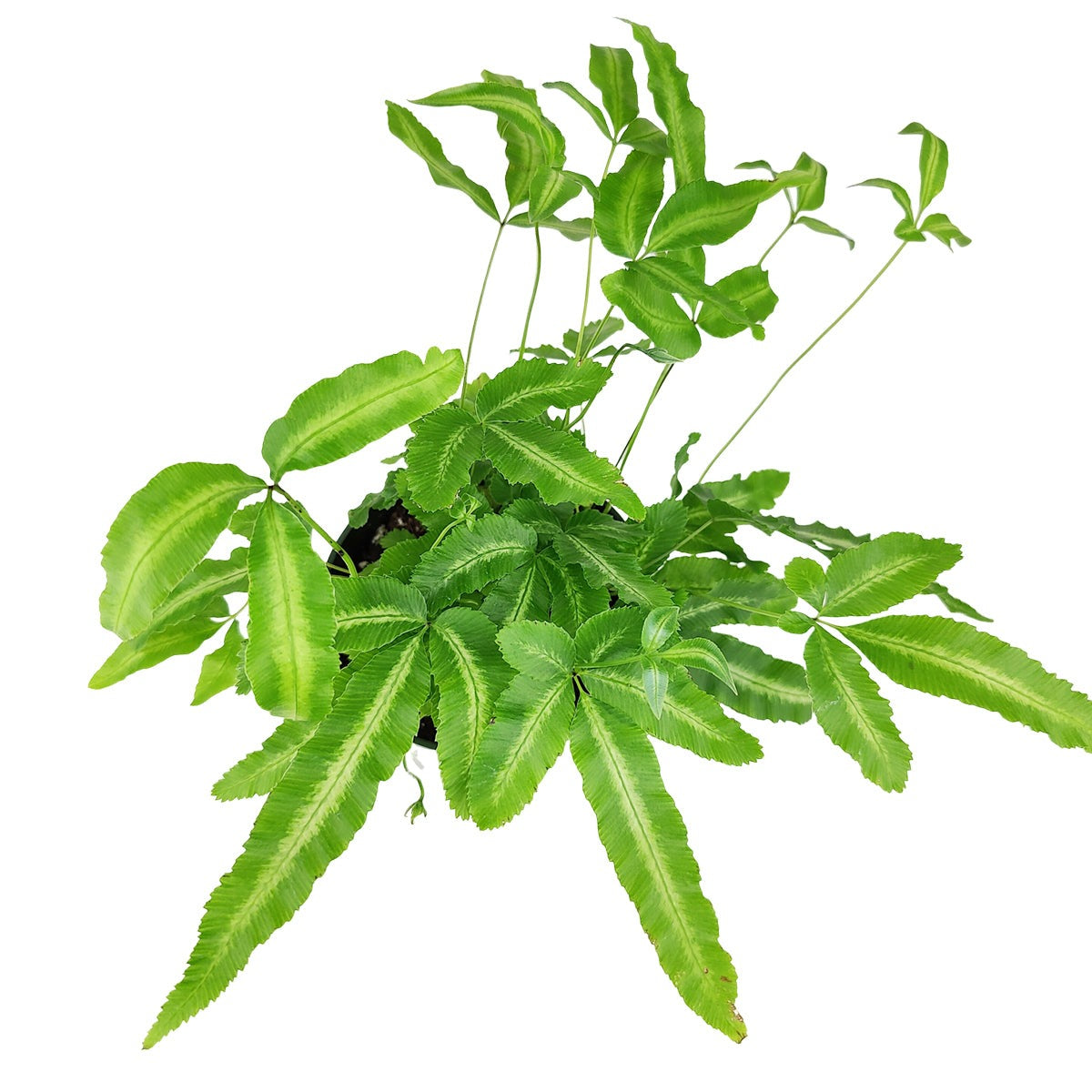 Pteris cretica Albolineata, Variegated Ribbon Fern, Air purifying houseplant, Non-toxic pet safe plant, High humidity plant, Easy care fern, Low light tolerant