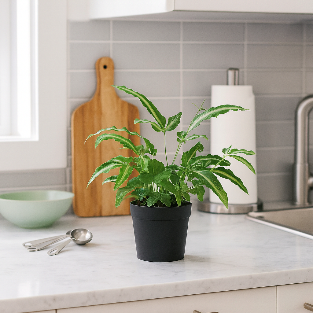 Pteris Albo Fern for sale, Air purifying houseplant, Non-toxic pet safe plant, High humidity plant, Easy care fern, Kitchen Plant Decor Ideas