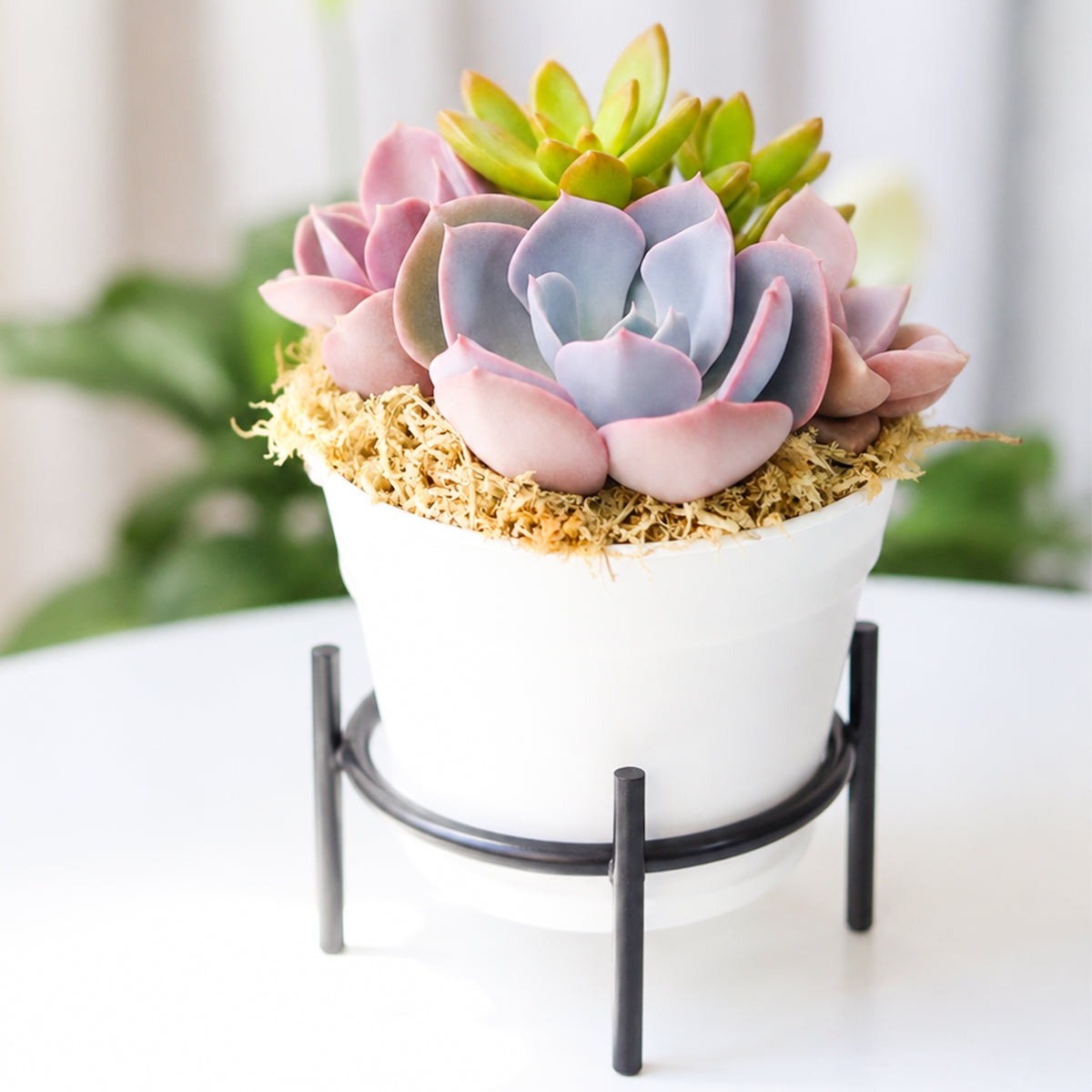Buy Purple &amp; Orange Succulent Arrangement in 4in White Plastic Planter with Dish online. A colorful mix of succulents adds a vibrant touch to any space.