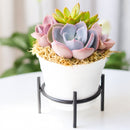 Buy Purple &amp; Orange Succulent Arrangement in 4in White Plastic Planter with Dish online. A charming succulent display for plant lovers and colorful indoor spaces.