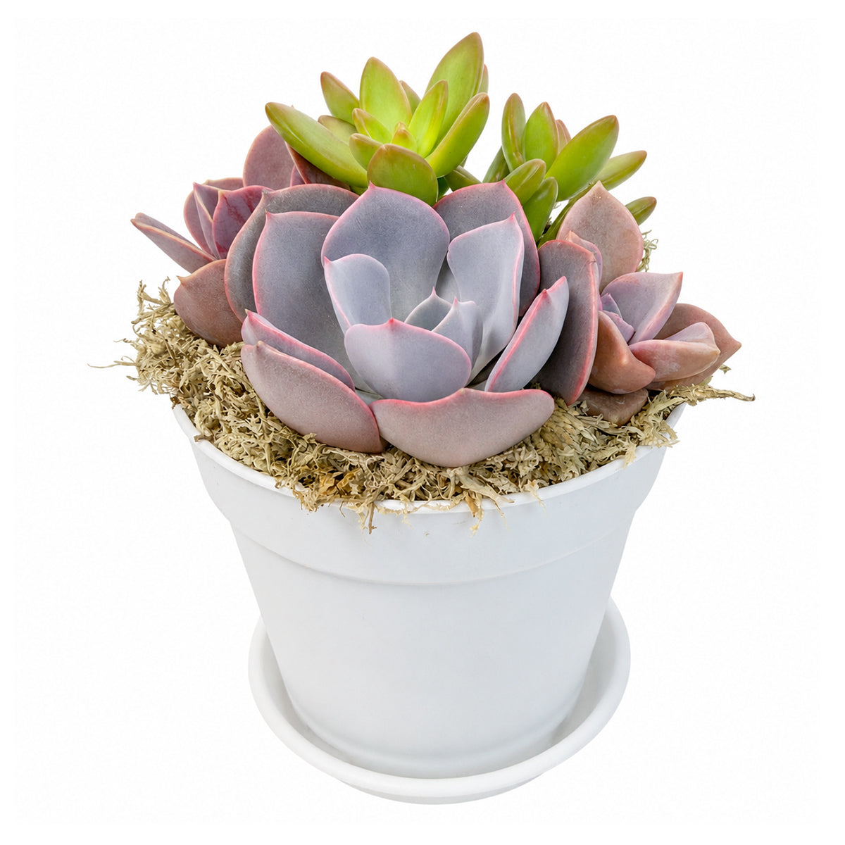 Purple &amp; Orange Succulent Arrangement in 4in White Plastic Planter with Dish for sale. A cheerful display featuring colorful succulents in a clean white planter.