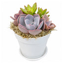 Buy Purple &amp; Orange Succulent Arrangement in 4in White Plastic Planter with Dish online. A charming succulent display for plant lovers and colorful indoor spaces.