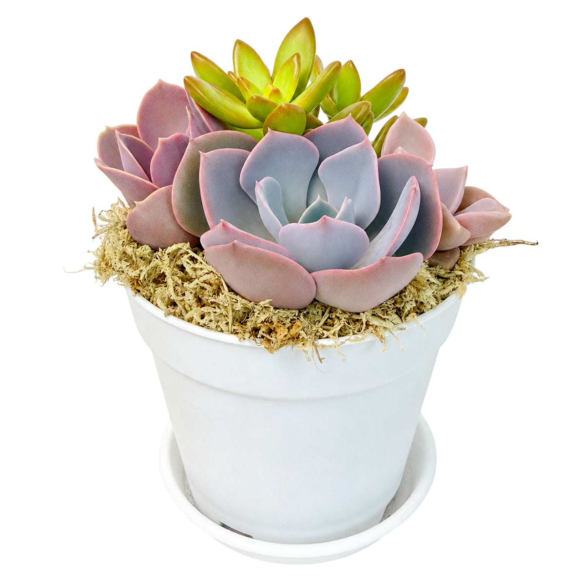 Buy Purple &amp; Orange Succulent Arrangement in 4in White Plastic Planter with Dish online. Perfect for desks, shelves, windowsills, and gifting.
