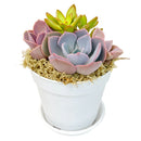 Buy Purple &amp; Orange Succulent Arrangement in 4in White Plastic Planter with Dish online. A charming succulent display for plant lovers and colorful indoor spaces.