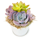 Buy Purple &amp; Orange Succulent Arrangement in 4in White Plastic Planter with Dish online. A charming succulent display for plant lovers and colorful indoor spaces.