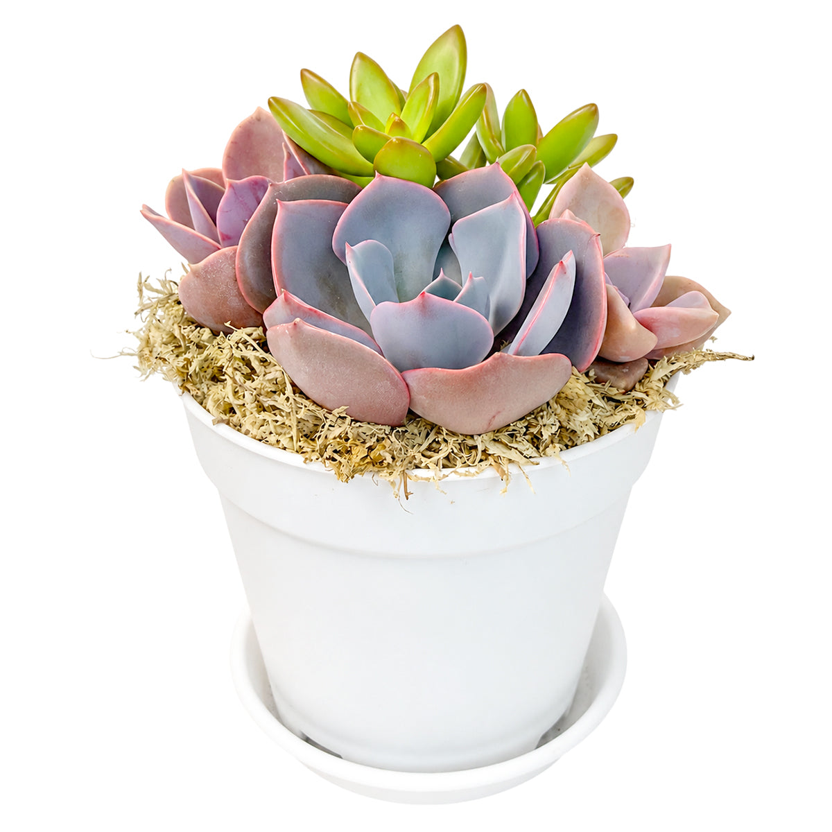 Buy Purple &amp; Orange Succulent Arrangement in 4in White Plastic Planter with Dish online. A charming succulent display for plant lovers and colorful indoor spaces.