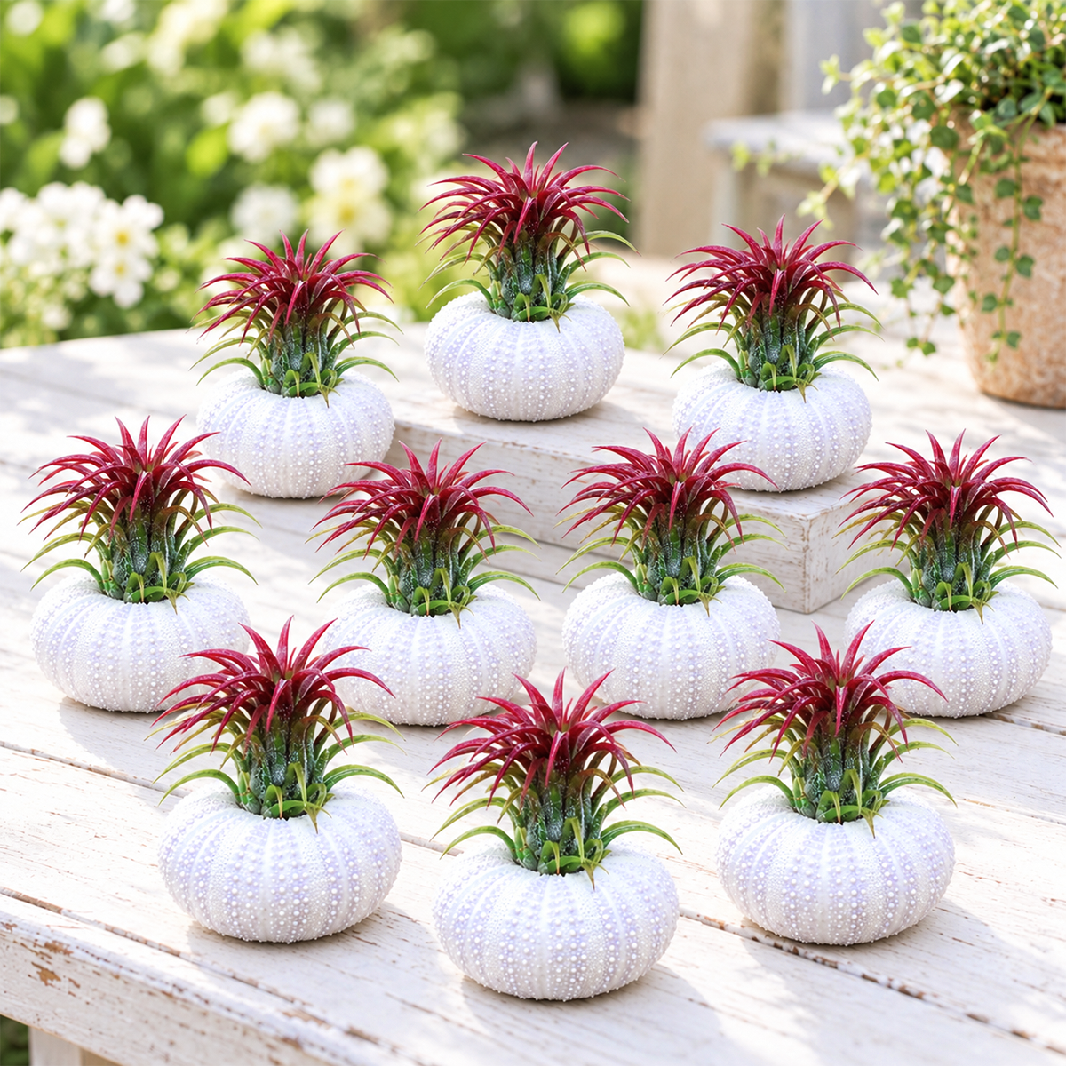ten small purple urchin cacti with green spines arranged in a cluster alongside various green and silvery tillandsia air plants displayed on a neutral surface, ready to gift