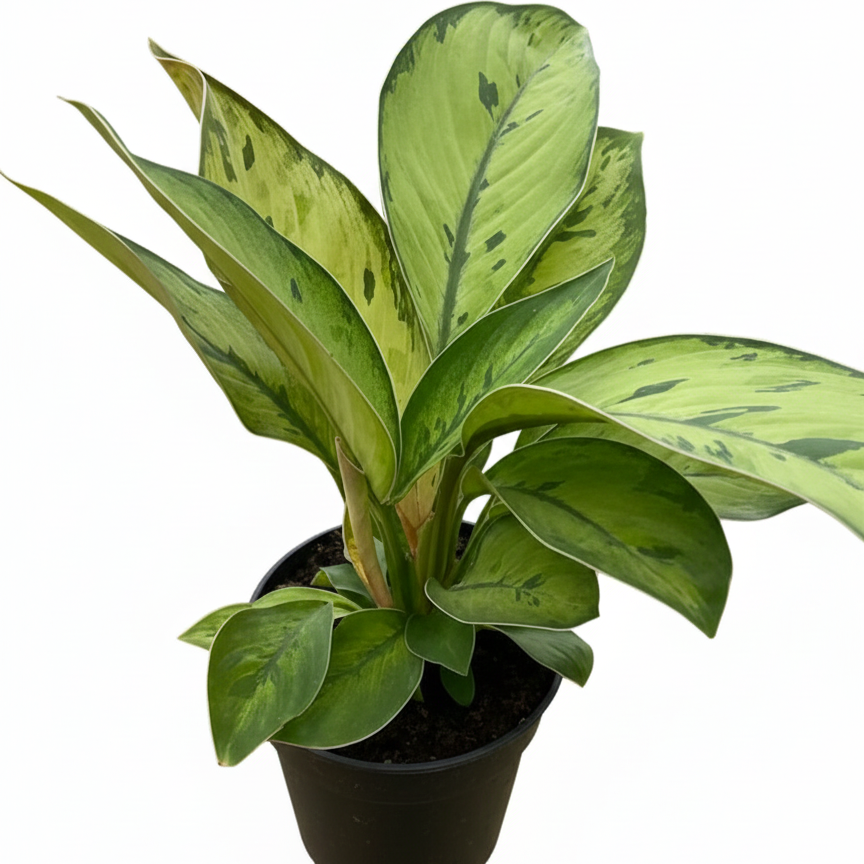 Queen of Hearts plant, Homalomena Selby Rare Mottled Foliage Plant for sale, Easy to care plant for home or office