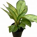 Queen of Hearts plant, Homalomena Selby Rare Mottled Foliage Plant for sale, Easy to care plant for home or office
