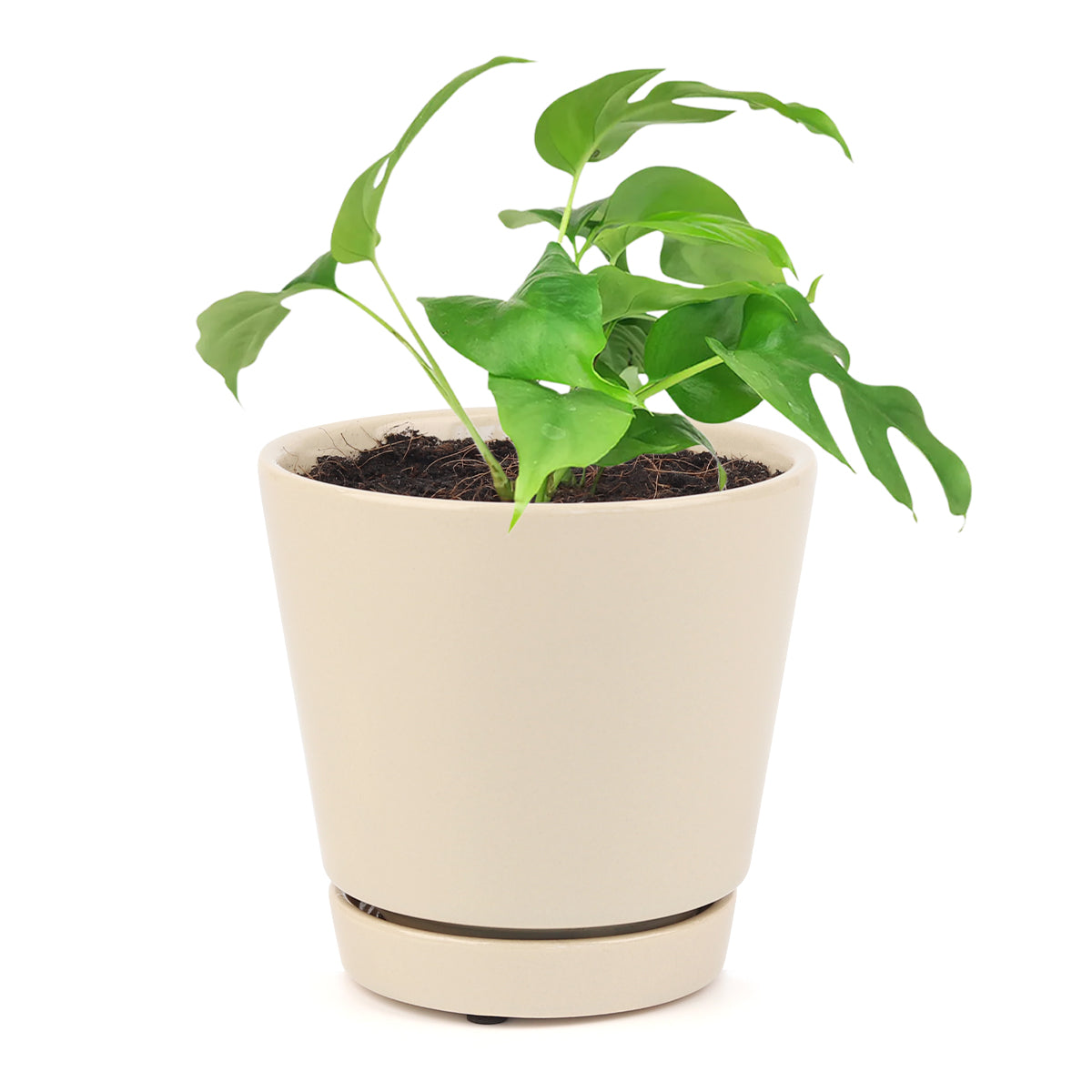 Rhaphidophora Tetrasperma, Monstera Minima, Philodendron Piccolo, mini Monstera, plant with fenestrated leaves, easy care air-purifying plant for homes and offices, Monstera Houseplants for sale