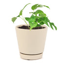 Rhaphidophora Tetrasperma, Monstera Minima, Philodendron Piccolo, mini Monstera, plant with fenestrated leaves, easy care air-purifying plant for homes and offices, Indoor Houseplants for sale