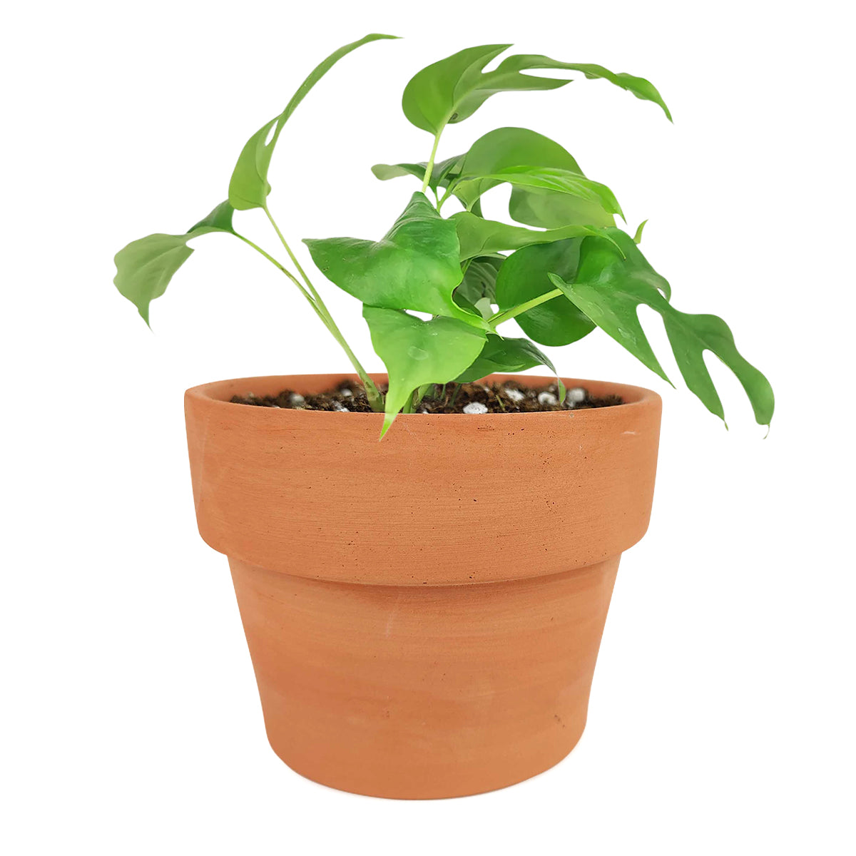 rhaphidophora tetrasperma vs philodendron minima Live Rhaphidophora Tetrasperma (Monstera Minima)