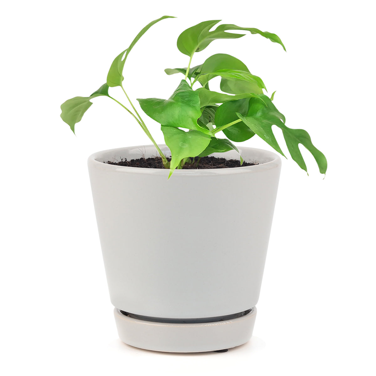 Rhaphidophora Tetrasperma, Monstera Minima, Philodendron Piccolo, mini Monstera, plant with fenestrated leaves, easy care air-purifying plant for homes and offices, Monstera Houseplants