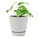 Rhaphidophora Tetrasperma, Monstera Minima, Philodendron Piccolo, mini Monstera, plant with fenestrated leaves, easy care air-purifying plant for homes and offices, Indoor Houseplants for sale