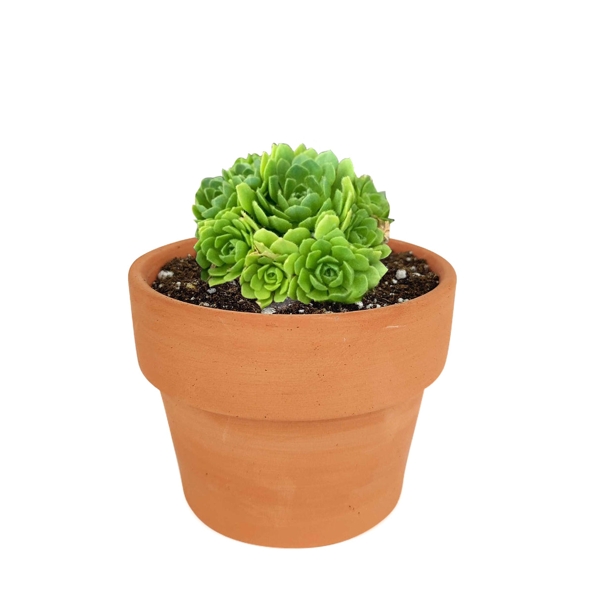 rosularia succulent Rosularia Platyphylla Succulent | Jade Plant & Care Instruction