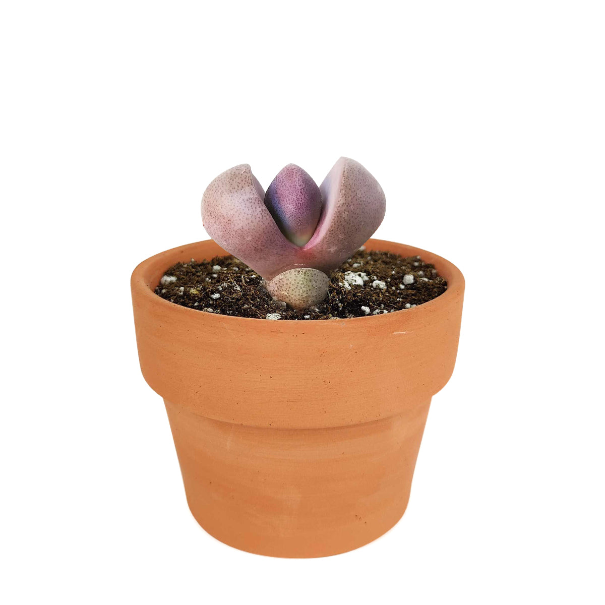 succulent plant, Rare succulents, how to grow succulents, succulent care, Succulents, Pleiopilos nelii cv. Royal Flush in California, How to grow Pleiopilos nelii cv. Royal Flush