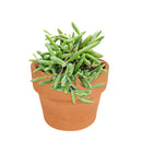 How to care for Ruby Necklace Succulent, How to make your succulent purple, How to change succulent color, How to make Ruby Necklace turn purple, Succulent turning purple, How to make succulents change color, How to grow colorful succulents