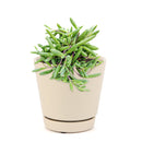 How to care for Ruby Necklace Succulent, How to make your succulent purple, How to change succulent color, How to make Ruby Necklace turn purple, Succulent turning purple, How to make succulents change color, How to grow colorful succulents