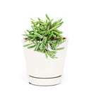 How to care for Ruby Necklace Succulent, How to make your succulent purple, How to change succulent color, How to make Ruby Necklace turn purple, Succulent turning purple, How to make succulents change color, How to grow colorful succulents