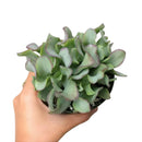 ruffle jade crassula, crassula arborescens, succulent subscription, succulents store in CA, succulent care tips, succulent care, Rare succulents, indoor succulents, succulents shop in California, succulent care guide, ruffle jade crassula in California, How to grow ruffle jade crassula, crassula, crassula plant, crassula succulent, crassula types, types of crassula, crassula species, succulent crassula, dwarf jade plant, jade plant for sale, lucky plant for sale, money tree for sale