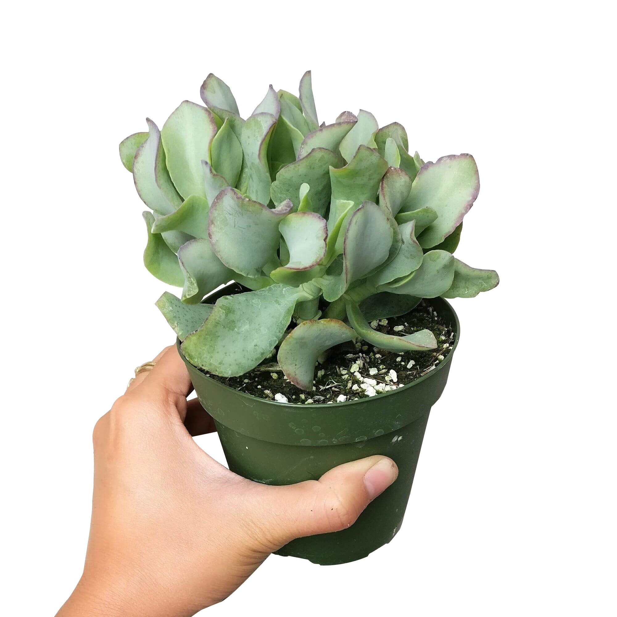 ripple jade succulent care Ruffle Jade Crassula Ripple Jade Succulent | Lucky Plant for Sale