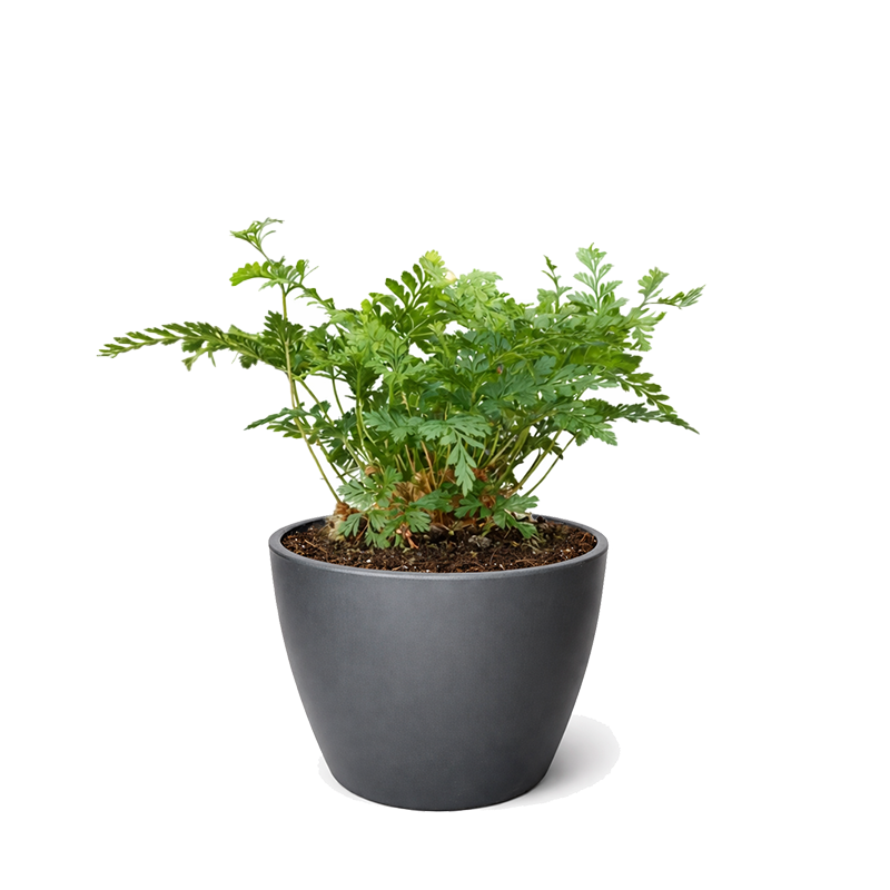 Rabbit's Foot Fern (Davallia fejeensis) 4 inch grower pot for sale, Easy-Care Indoor Fern with Furry Rhizomes, Pet-friendly indoor ferns, Unusual tropical houseplants