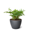 Rabbit's Foot Fern (Davallia fejeensis) 4 inch grower pot for sale, Easy-Care Indoor Fern with Furry Rhizomes, Pet-friendly indoor ferns, Unusual tropical houseplants