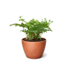 Rabbit's Foot Fern (Davallia fejeensis) 4 inch grower pot for sale, Easy-Care Indoor Fern with Furry Rhizomes, Pet-friendly indoor ferns, Unusual tropical houseplants
