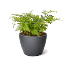 Rabbit's Foot Fern (Davallia fejeensis) 4 inch grower pot for sale, Easy-Care Indoor Fern with Furry Rhizomes, Pet-friendly indoor ferns, Unusual tropical houseplants