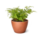 Rabbit's Foot Fern (Davallia fejeensis) 4 inch grower pot for sale, Easy-Care Indoor Fern with Furry Rhizomes, Pet-friendly indoor ferns, Unusual tropical houseplants