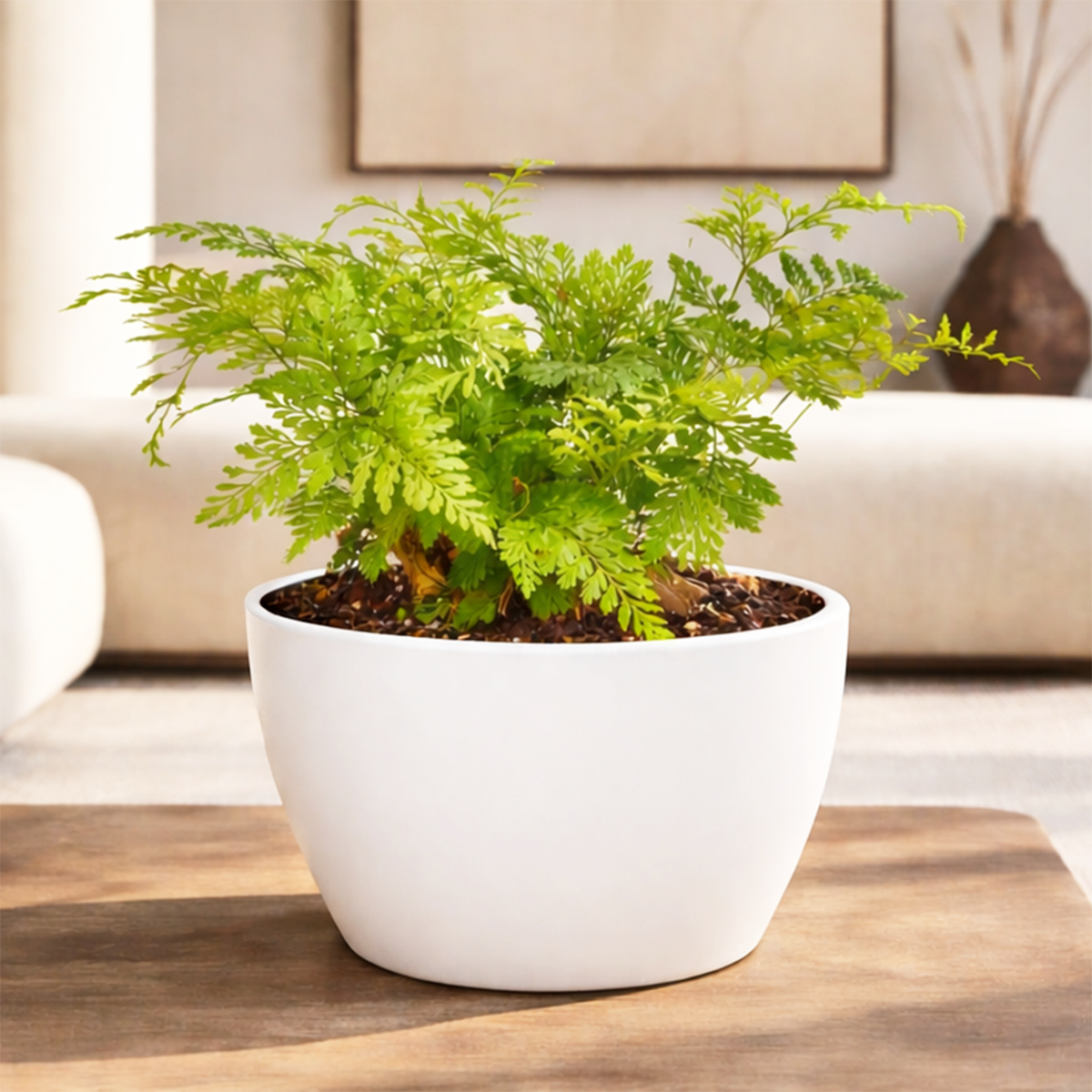 Rabbit's Foot Fern (Davallia fejeensis) 4 inch grower pot for sale, Easy-Care Indoor Fern with Furry Rhizomes, Pet-friendly indoor ferns, Unusual tropical houseplants