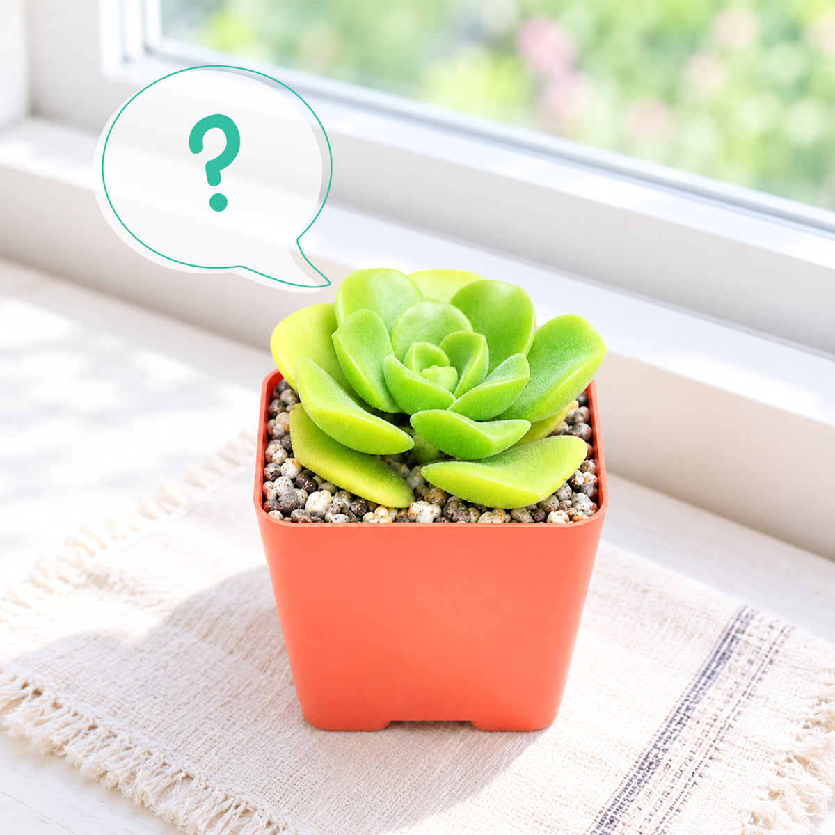 Buy Random 2" Succulent live plant online. A surprise 2-inch succulent selected at random, offering unique shapes, colors, and textures for plant collections, gifts, or small spaces.