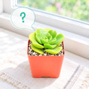 A single, vibrant rosette succulent is featured in a small, 2-inch square black nursery pot. The plant is the focal point, sitting on the corner of a light wooden table