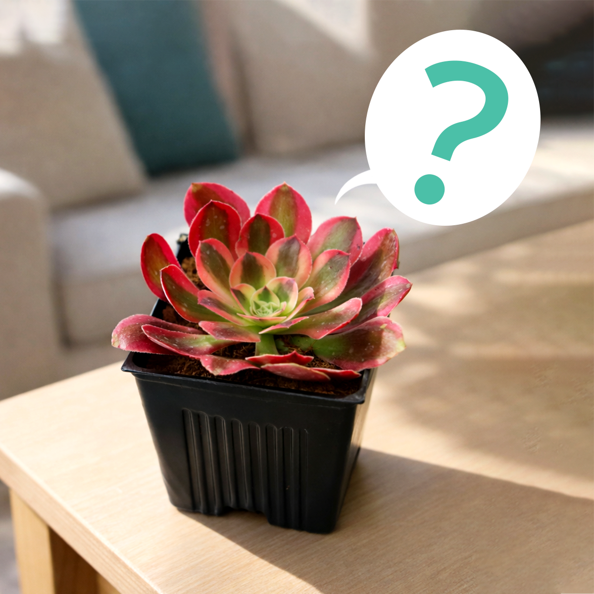 A single, vibrant rosette succulent is featured in a small, 2-inch square black nursery pot. The plant is the focal point, sitting on the corner of a light wooden table