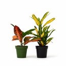 Vibrant Tropical 2-Pack Random Croton Variety Bundle (4" Pots), 2-Pack Croton Variety Bundle | 4" Live Tropical Plants | Random Assorted Colorful Mix