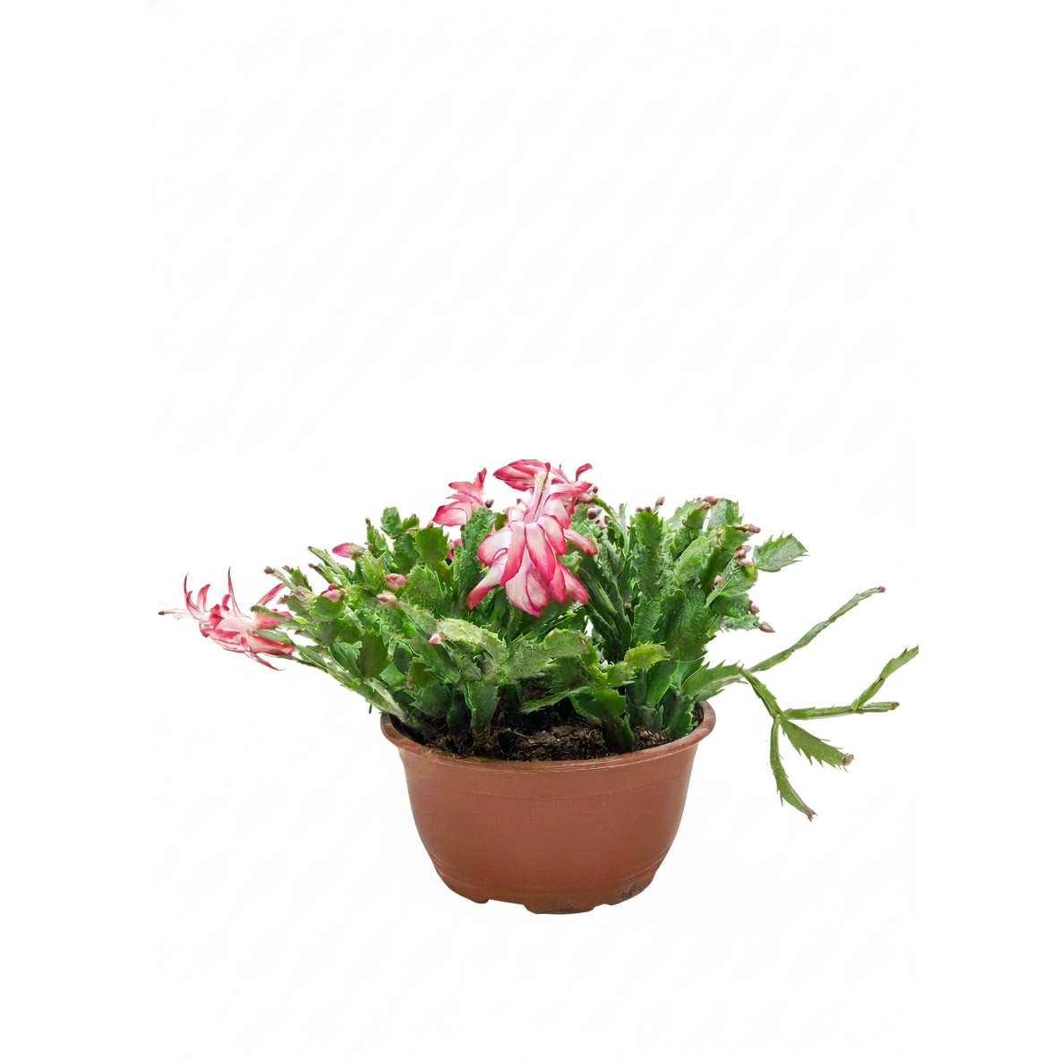 are christmas cactus succulents Blooming Christmas Cactus for Sale Online, Holiday Gift Decor Ideas