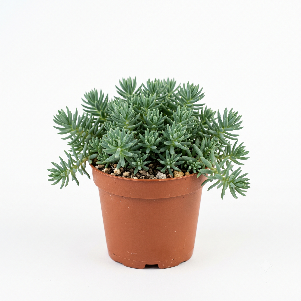 Buy Random Hardy Sedum 2" Succulent live plant online. A surprise variety of hardy Sedum with compact, textured foliage. Easy to grow with bright light, well-draining soil, and minimal watering.