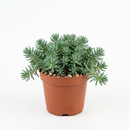 Buy an 8-pack of 2" live succulents online. A versatile collection of eight small succulent plants, ideal for events, party favors, gifts, and succulent projects.