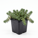 Buy an 8-pack of 2" live succulents online. A versatile collection of eight small succulent plants, ideal for events, party favors, gifts, and succulent projects.