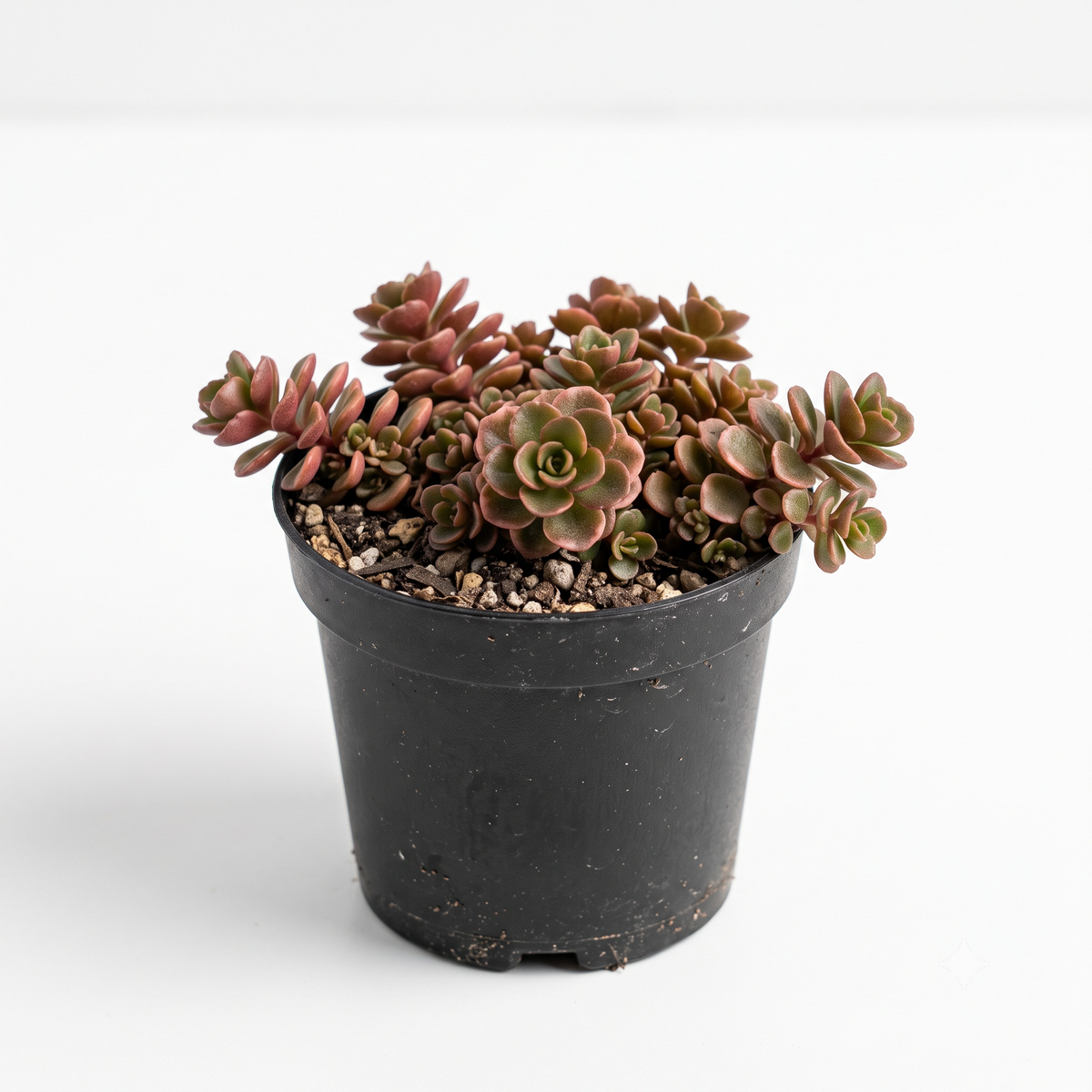 Buy Random Hardy Sedum 2" Succulent online. This easy-care Sedum offers attractive shapes and colors selected at random. It thrives in bright light and well-draining soil with minimal watering.
