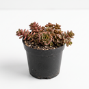 Buy an 8-pack of 2" live succulents online. A versatile collection of eight small succulent plants, ideal for events, party favors, gifts, and succulent projects.