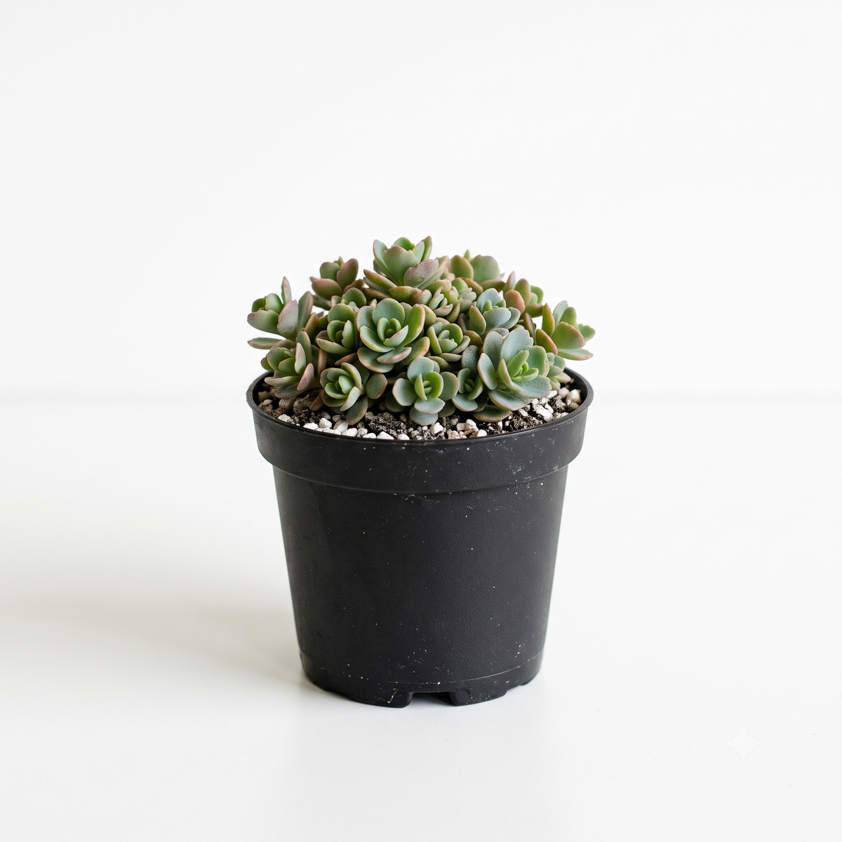 Random Hardy Sedum 2" live succulent for sale. A charming mystery Sedum with durable foliage and compact growth, ideal for gardens, containers, gifts, and succulent arrangements.