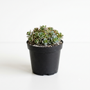 Buy an 8-pack of 2" live succulents online. A versatile collection of eight small succulent plants, ideal for events, party favors, gifts, and succulent projects.